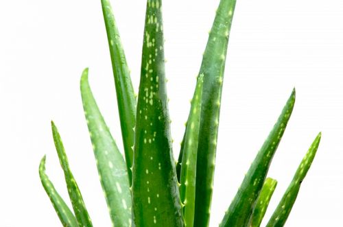 نبتة, الألوفيرا , Aloe Vera