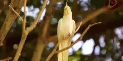 محمية المارشال الطبيعية الخرطوم – السودان
